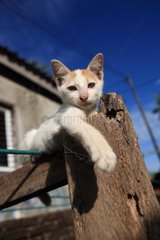 Cat sitting on a wooden post Lombok Indonesia