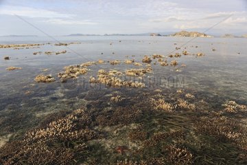 Coral at low tide Messah Pulau Flores Indonesia