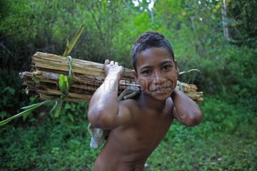 Boy carrying wood on his back Bajawa Flores Indonesia