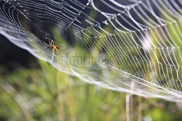 Orange Spider on its web Papua New-Guinea