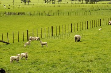 Sheep in a pasture in New Zealand