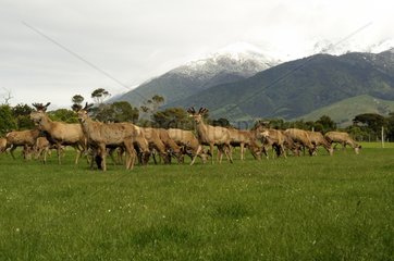 Deer farming before the Alps Kaikoura New Zeland