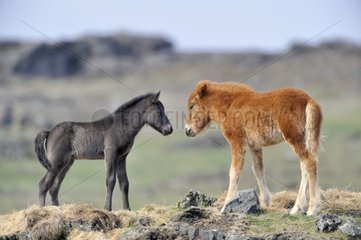 Icelandic foal face to face in the moor Iceland
