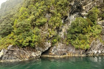 Cliff and vegetation in Fiordland NP New Zeland