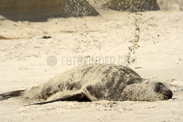 New Zealand Sea Lion on the beach in the sand