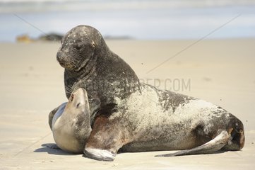 Couple of New Zealand Sea Lions on the beach NZ