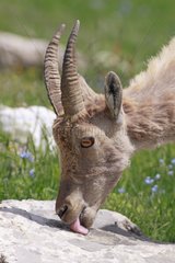 Alpine Ibex licking flow of water on a rock France