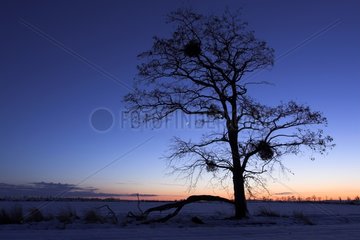 Tree in a plain at sunset Calvados