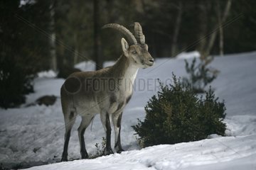 Spanish ibex in snow Spain