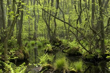 Undergrowth in swampy forest PN Stenshuvud Sweden