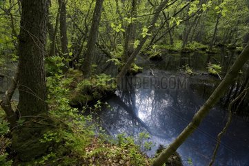 Undergrowth in swampy forest PN Stenshuvud Sweden