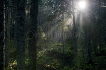 Sunbeams in primary forest PN Kville Norra Sweden