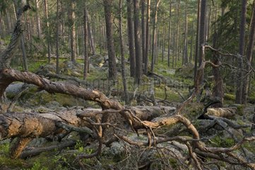Dead trees on the ground in primary forest PN Kville Norra Sweden