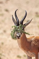 Springbok with vegetation wedged between the horns