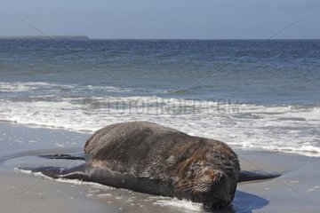 South American Sea Lion male resting Falkland Islands
