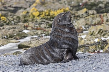 South American Fur Seal - Prion island