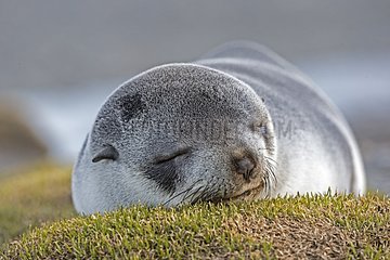 South American Fur Seal sleeping - Southern Georgia
