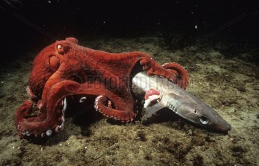 Geant octopus eating a prey Quadra Island Canada