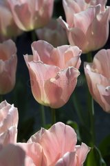 Tulipe simple tardive 'Apricot beauty'