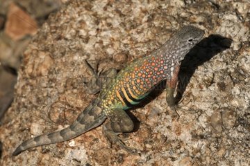 Male Greater Earless Lizard in breeding colors Arizona USA