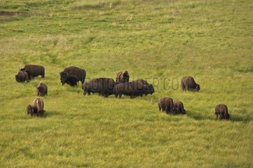 Herd of Bisons Wyoming USA