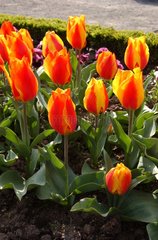 Tulipe bicolore