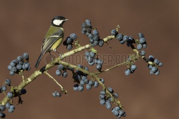 Great Tit perched on a Blackthorn in winter - GB