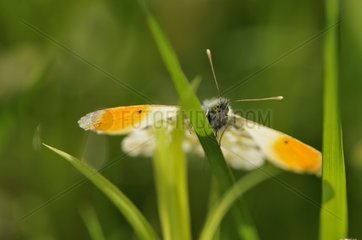 Orange-tip Butterfly lyting for warm at spring France