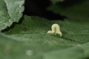 Caterpillar moving over a leaf France