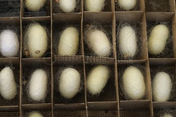 Encabanage of Silkworm cocoons France