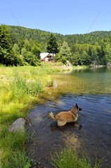 Dog cooling off in a mountain lake in the Vosges France