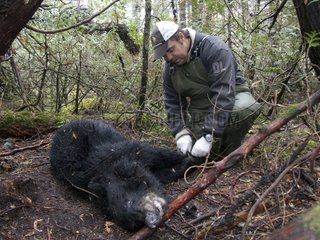 Bear trapped to protect newborn Caribou Canada