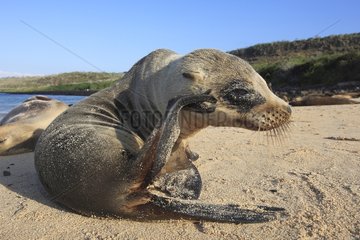 Young Galapagos Fur Seal on a beach