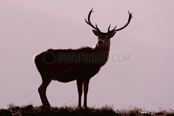 Silhouette of male red deer on the moor Scotland UK