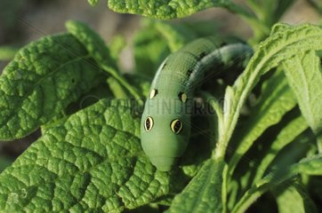 Grape-vine hawkmoth caterpillar with eyespots Australia