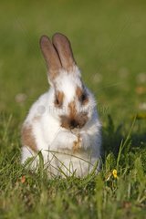 Domestic rabbit in a meadow in summer France