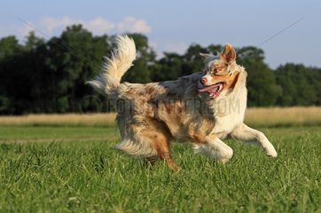 Australian Shepherd Dog running in a meadow France