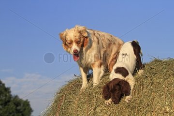 Australian Shepherd and Small Munsterlander 3 months