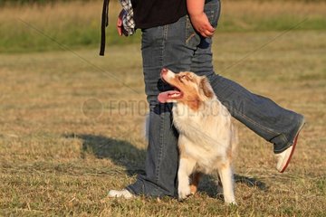 Australian shepherd with his master in a meadow France