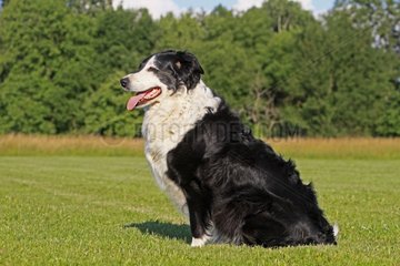Border Collie is a dog breed France