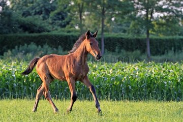 Foal Saddle French and Dutch in warm-blooded France