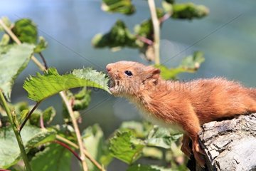 Young Eurasian Red Squirrel eating leaves France