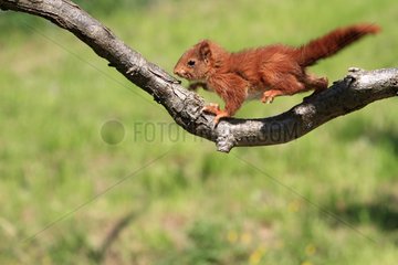 Young Eurasian Red Squirrel running on a branch France