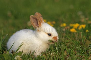 Domestic rabbit in a meadow France