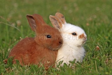 Two Domestic rabbits in a meadow France