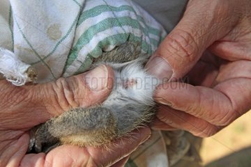Capture and marking of a rabbit France