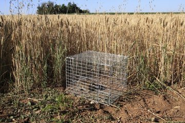 Rabbit trapped in a cage France