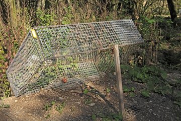 Trap to catch rabbits France