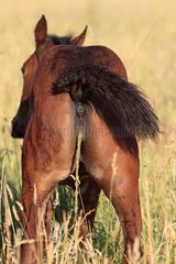 French Trotter urinating Haras de la Brosse of Pin France