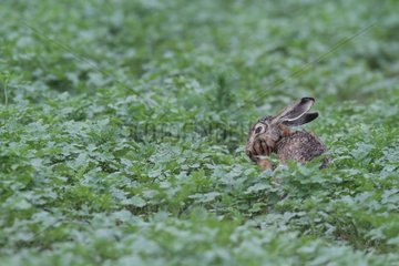 European hare scratching its paw